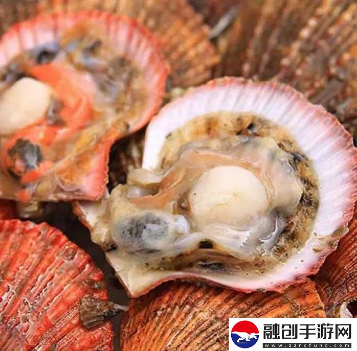 這是我的小扇貝